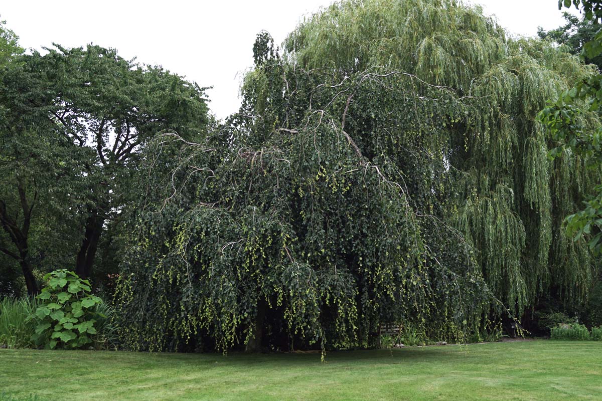 Fagus sylvatica 'Pendula' solitair solitair