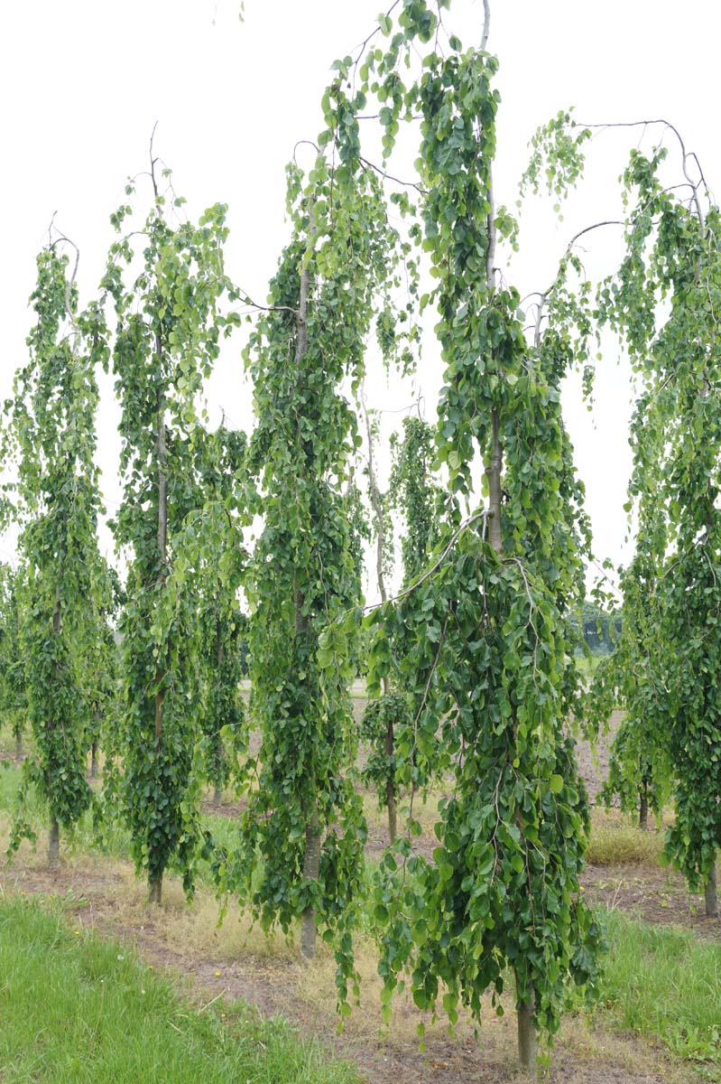 Fagus sylvatica 'Pendula' solitair solitair