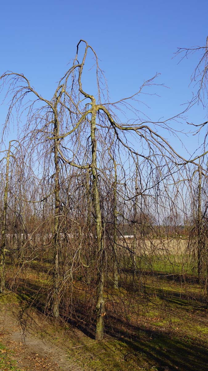 Fagus sylvatica 'Pendula' solitair solitair