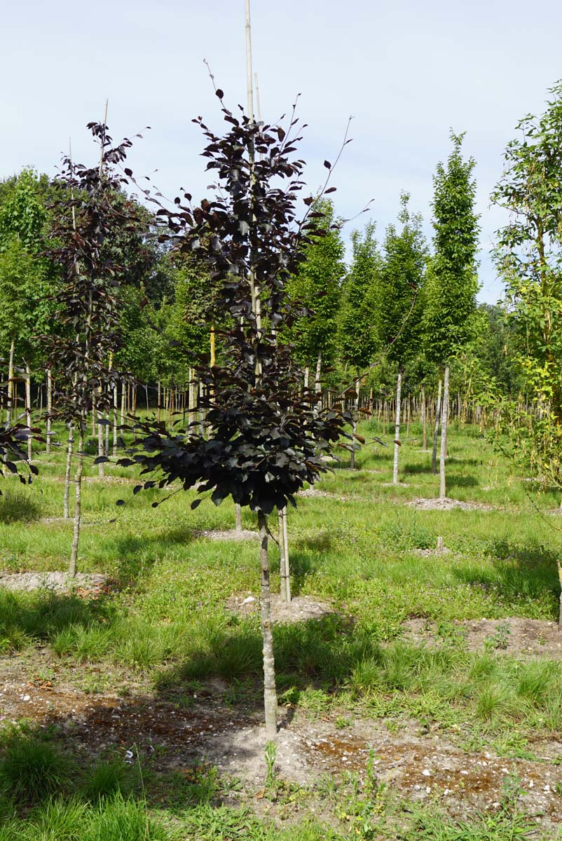 Fagus sylvatica 'Riversii' op stam op stam