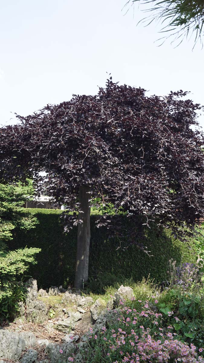 Fagus sylvatica 'Rohan Weeping' auf Stamm