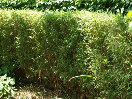 Fargesia murielae 'Jumbo' Tuinplanten