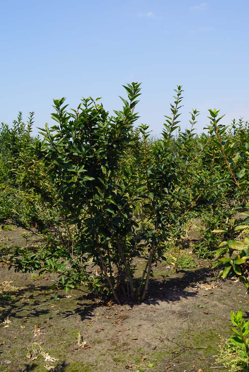 Forsythia 'Goldrausch' meerstammig / struik meerstammig