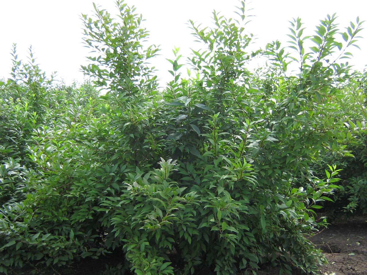 Forsythia intermedia 'Lynwood' meerstammig / struik struik