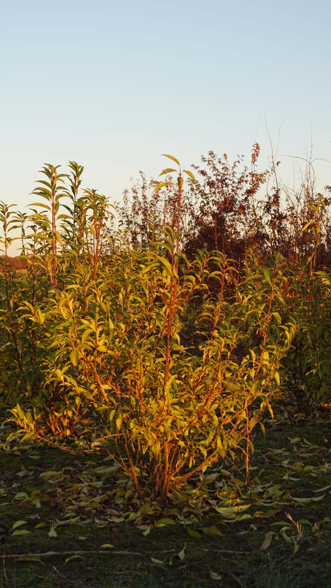 Forsythia intermedia 'Lynwood' meerstammig / struik struik