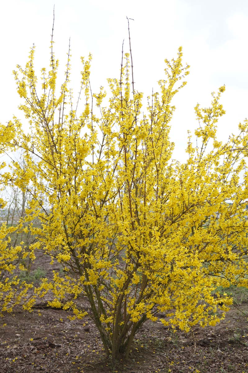 Forsythia intermedia 'Spectabilis' meerstammig / struik struik