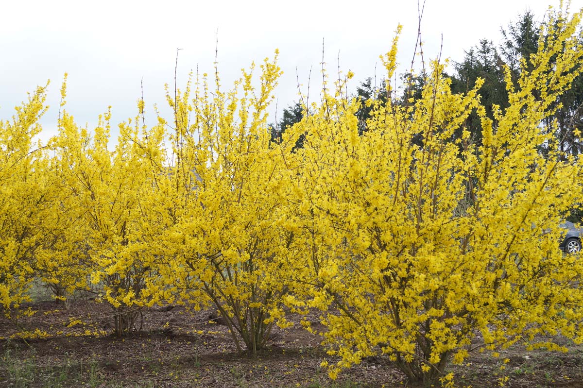 Forsythia intermedia 'Spectabilis' meerstammig / struik struik