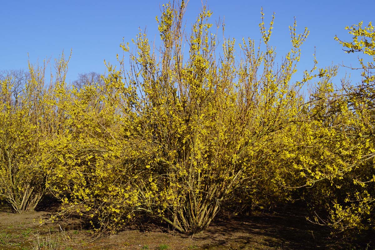Forsythia intermedia 'Spectabilis' meerstammig / struik struik