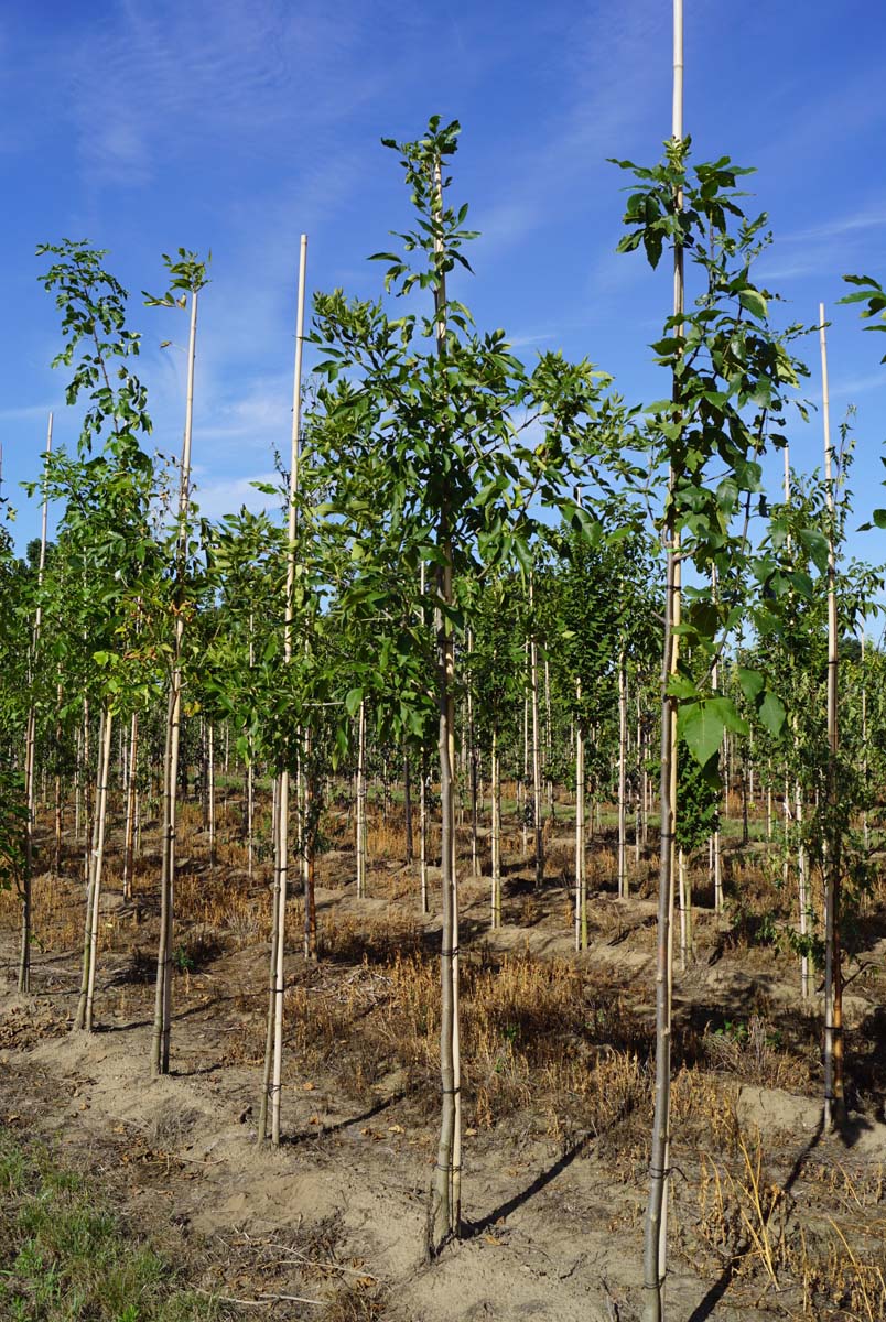 Fraxinus americana op stam