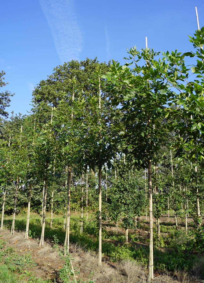 Fraxinus americana op stam op stam