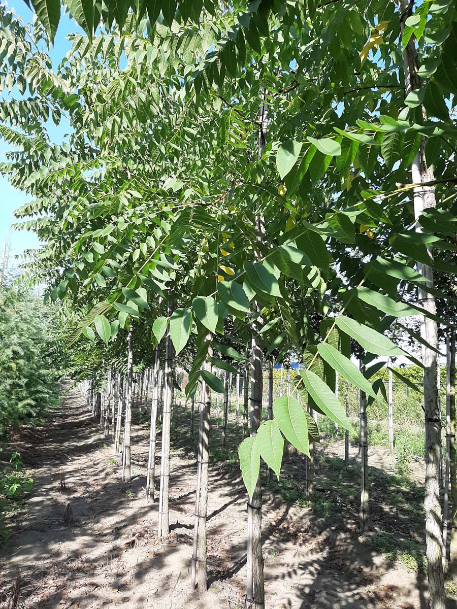 Fraxinus americana 'Autumn Applause' op stam op stam