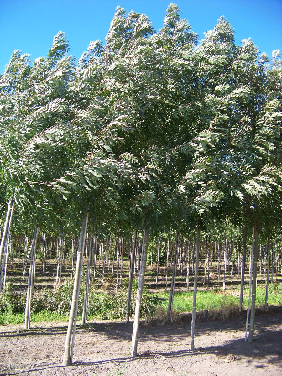 Fraxinus angustifolia 'Raywood' op stam op stam