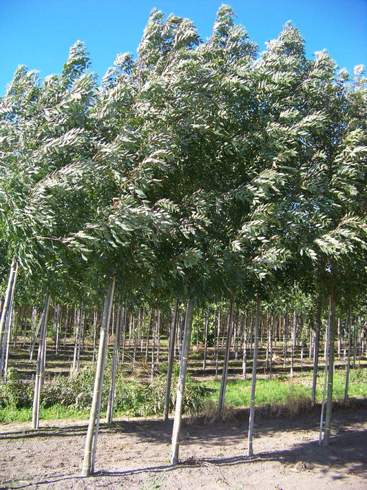 Fraxinus angustifolia 'Raywood' op stam op stam