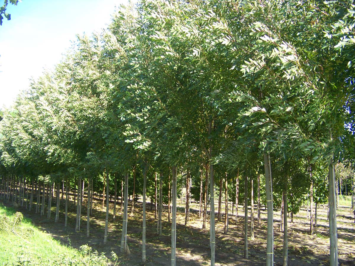 Fraxinus angustifolia 'Raywood' op stam op stam