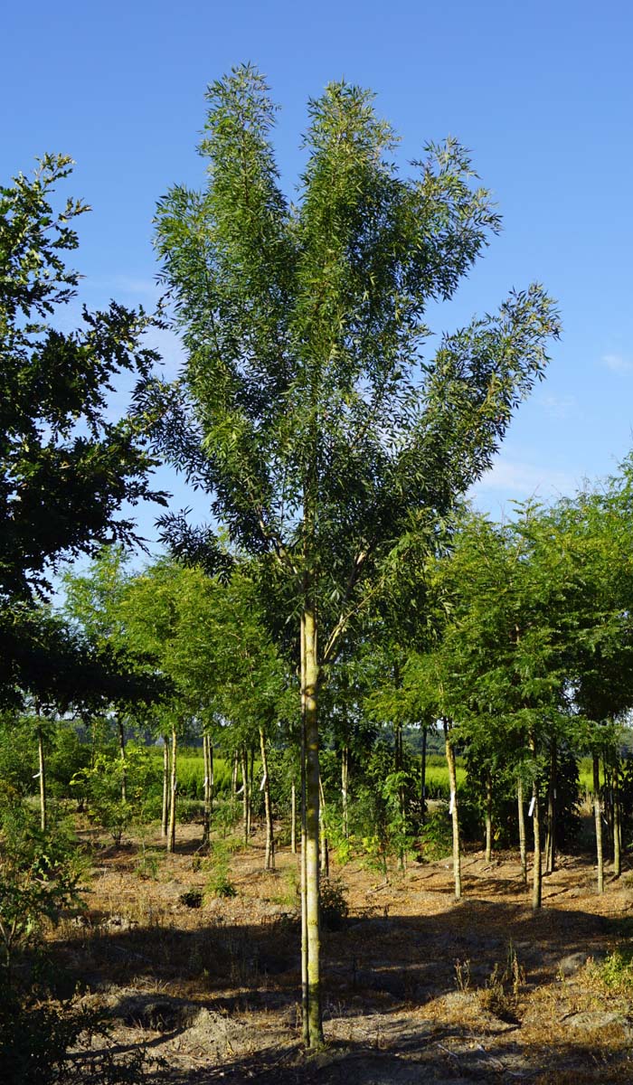 Fraxinus angustifolia 'Raywood' op stam op stam