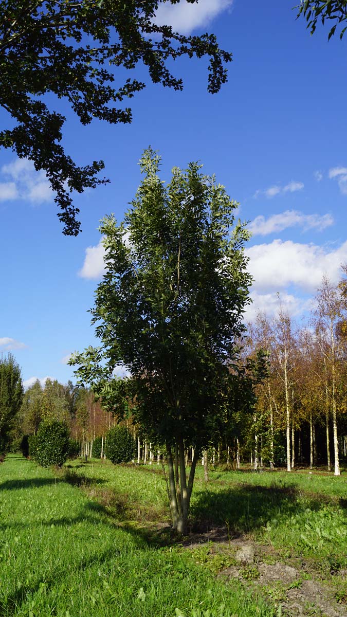 Fraxinus angustifolia 'Raywood' meerstammig / struik meerstammig