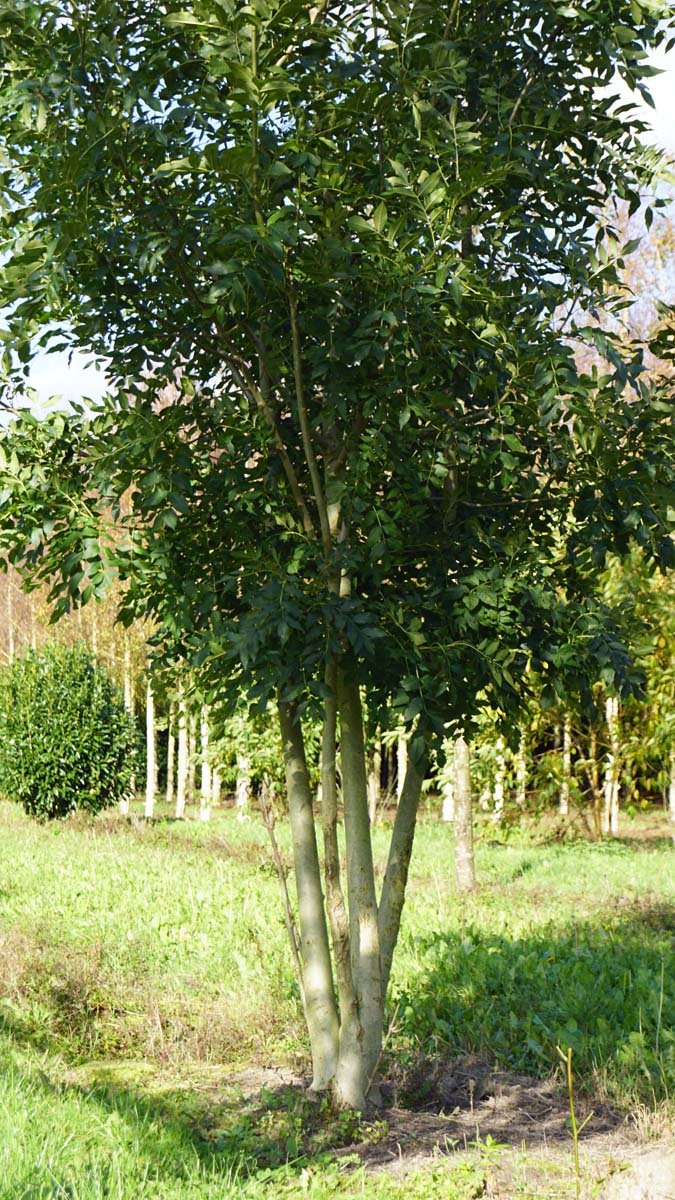 Fraxinus angustifolia 'Raywood' meerstammig / struik meerstammig