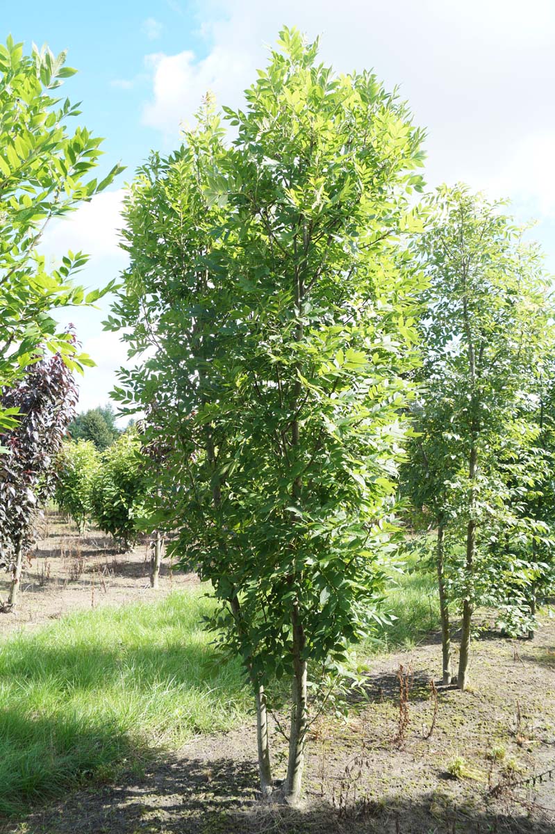 Fraxinus excelsior Mehrstämmig / Strauch