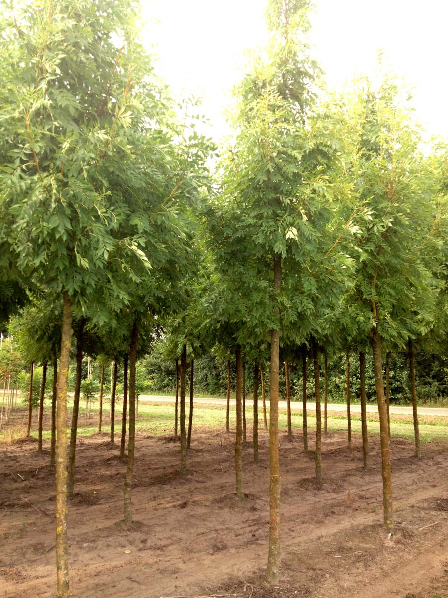 Fraxinus excelsior 'Jaspidea' op stam op stam