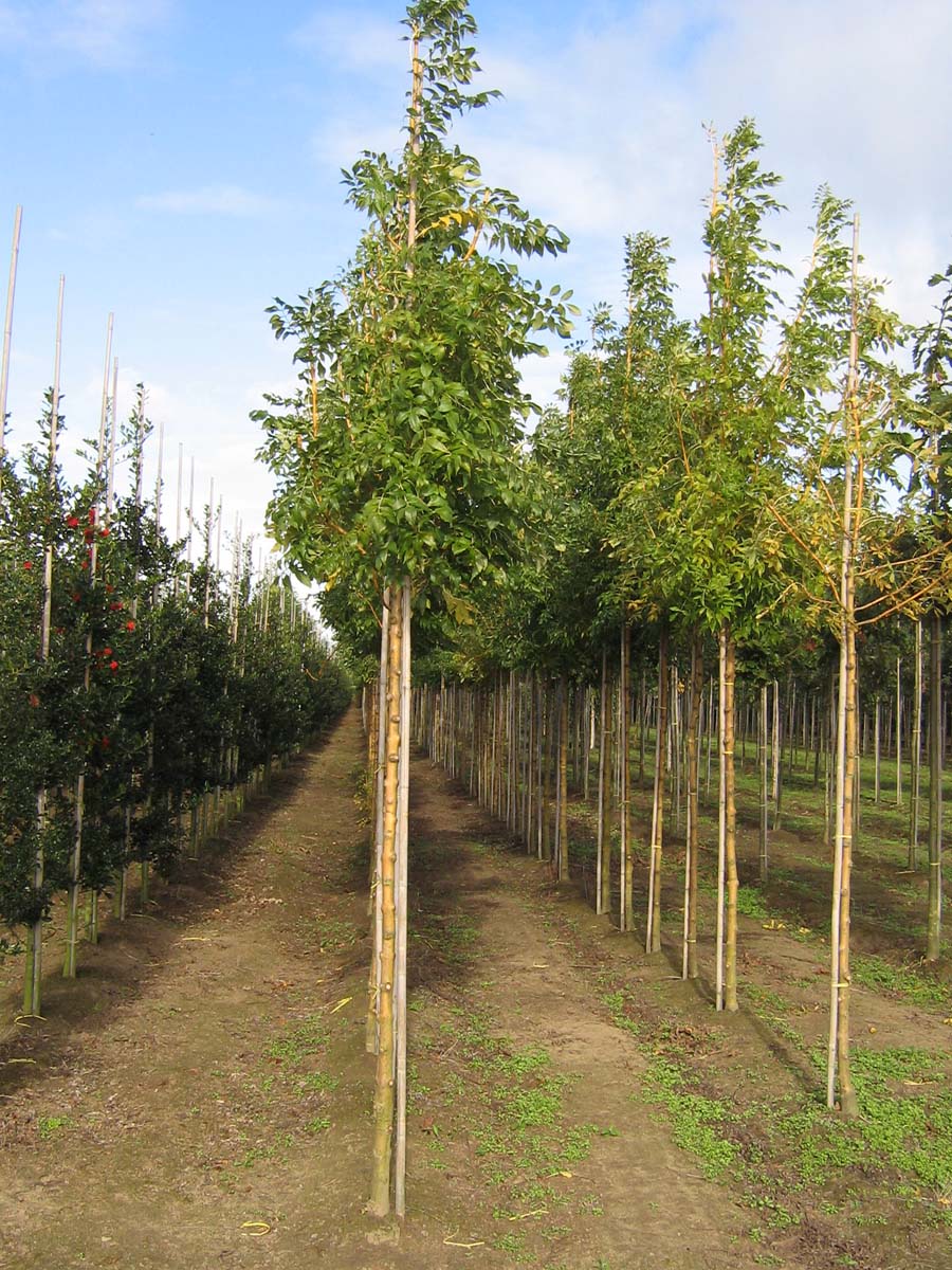 Fraxinus excelsior 'Jaspidea' op stam op stam