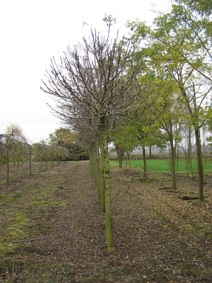 Fraxinus excelsior 'Nana' op stam op stam