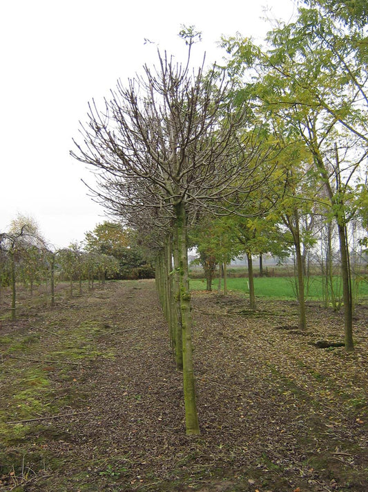 Fraxinus excelsior 'Nana' op stam op stam