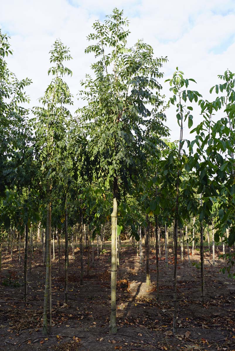 Fraxinus excelsior 'Westhof's Glorie' op stam op stam