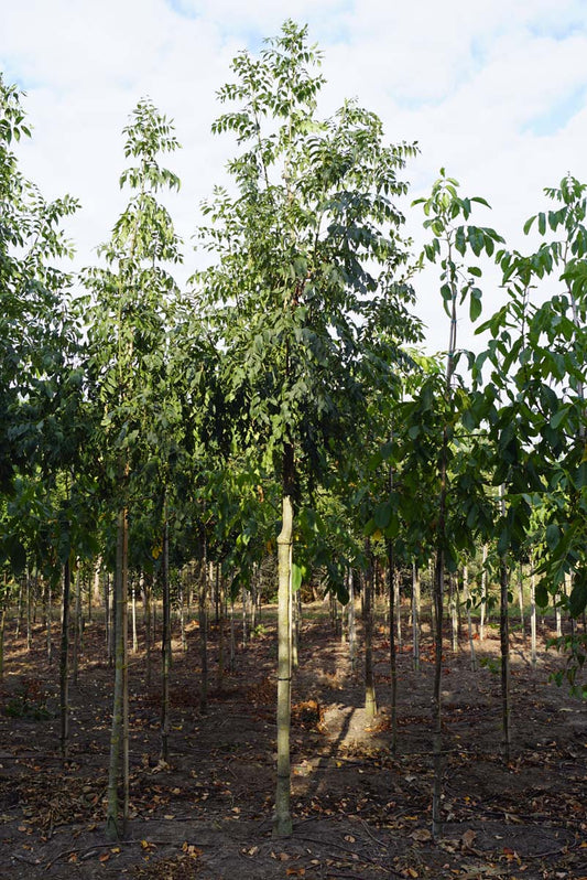 Fraxinus excelsior 'Westhof's Glorie' op stam op stam