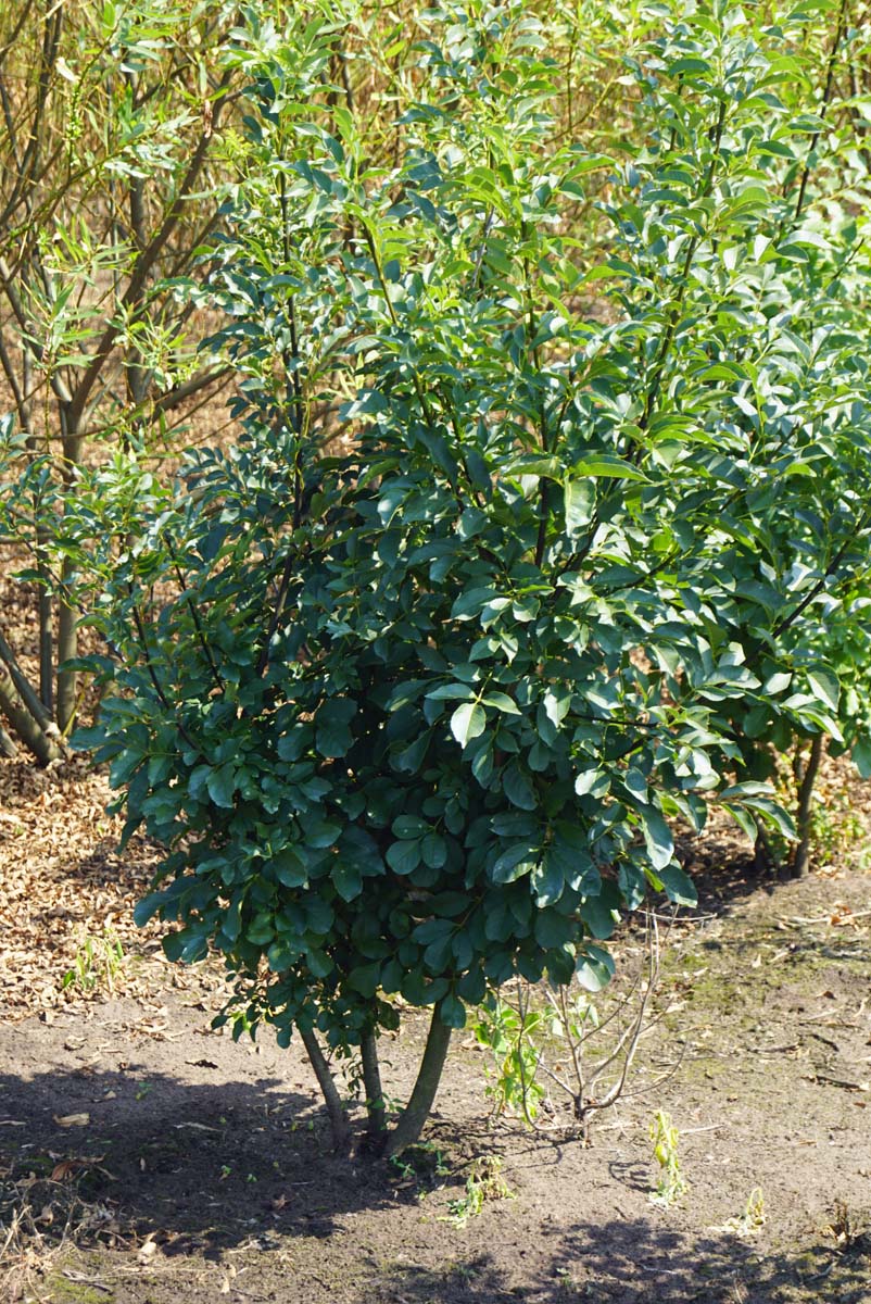 Fraxinus ornus meerstammig / struik meerstammige