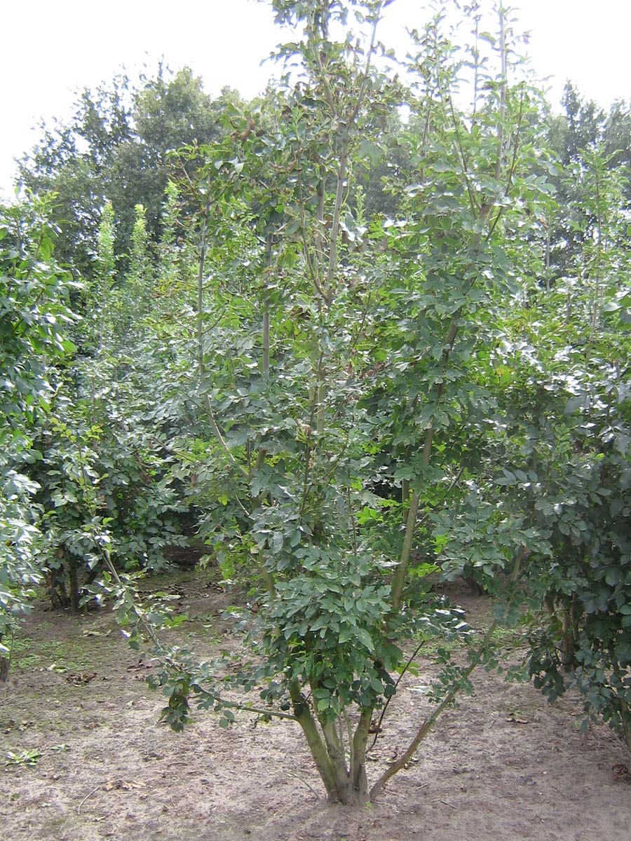 Fraxinus ornus meerstammig / struik meerstammige