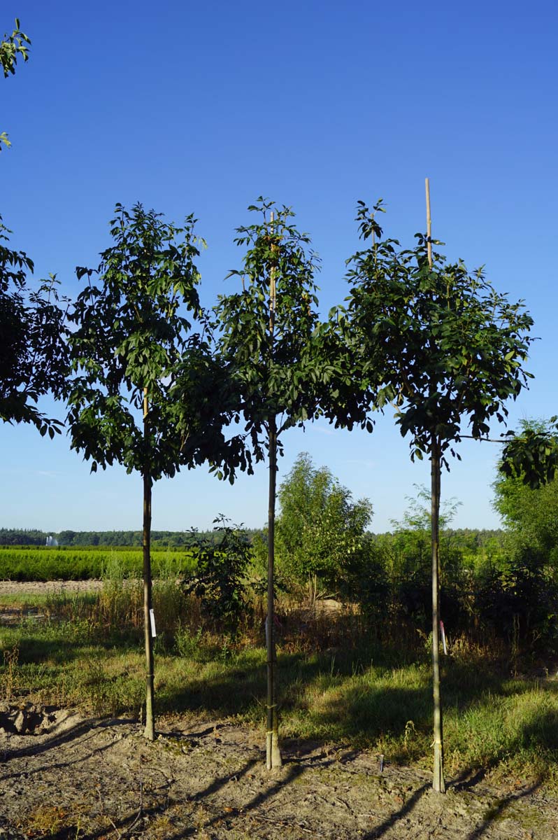 Fraxinus ornus 'Louisa Lady' op stam