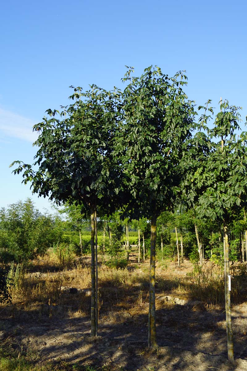Fraxinus ornus 'Louisa Lady' op stam