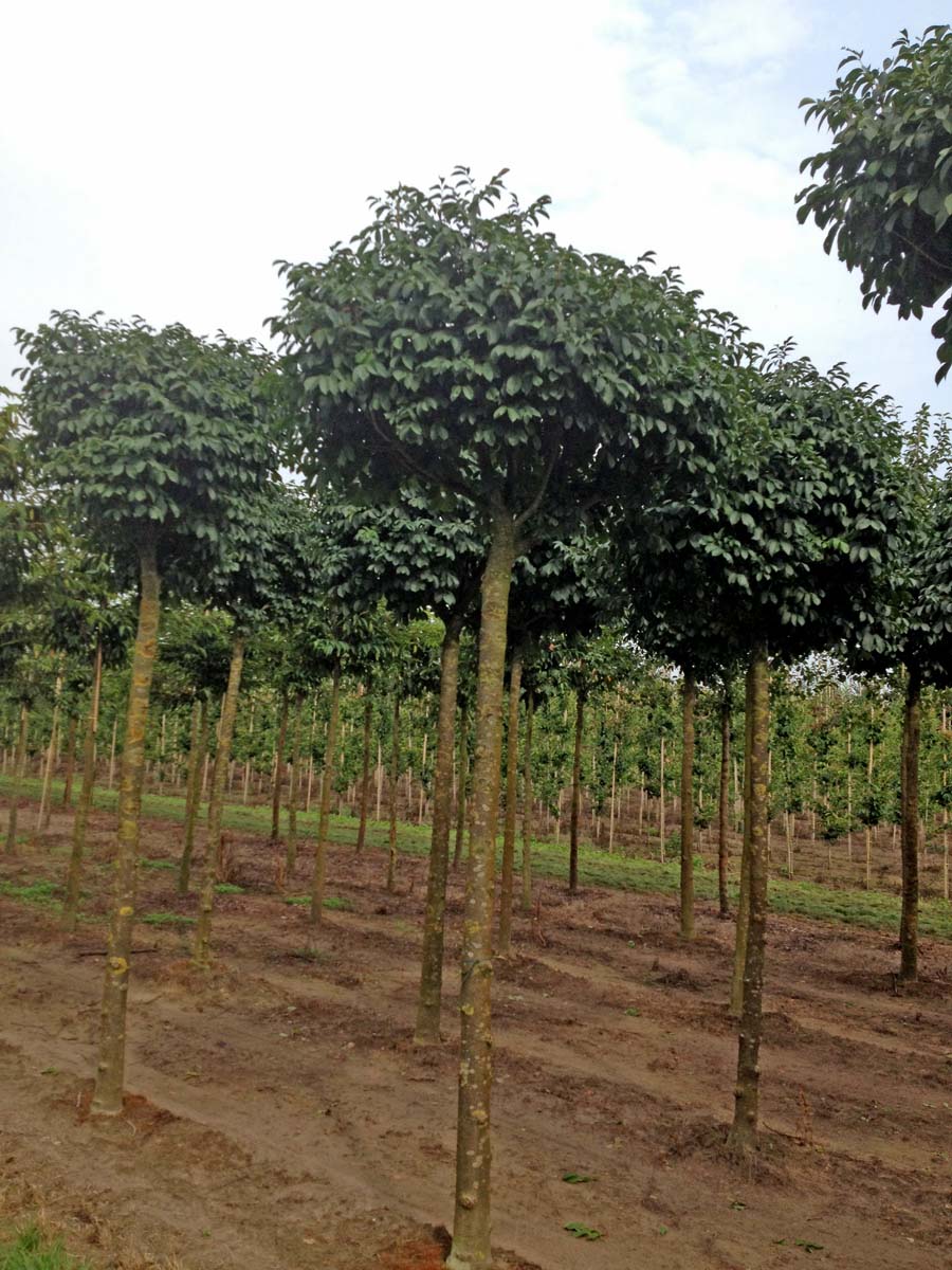 Fraxinus ornus 'Mecsek' op stam