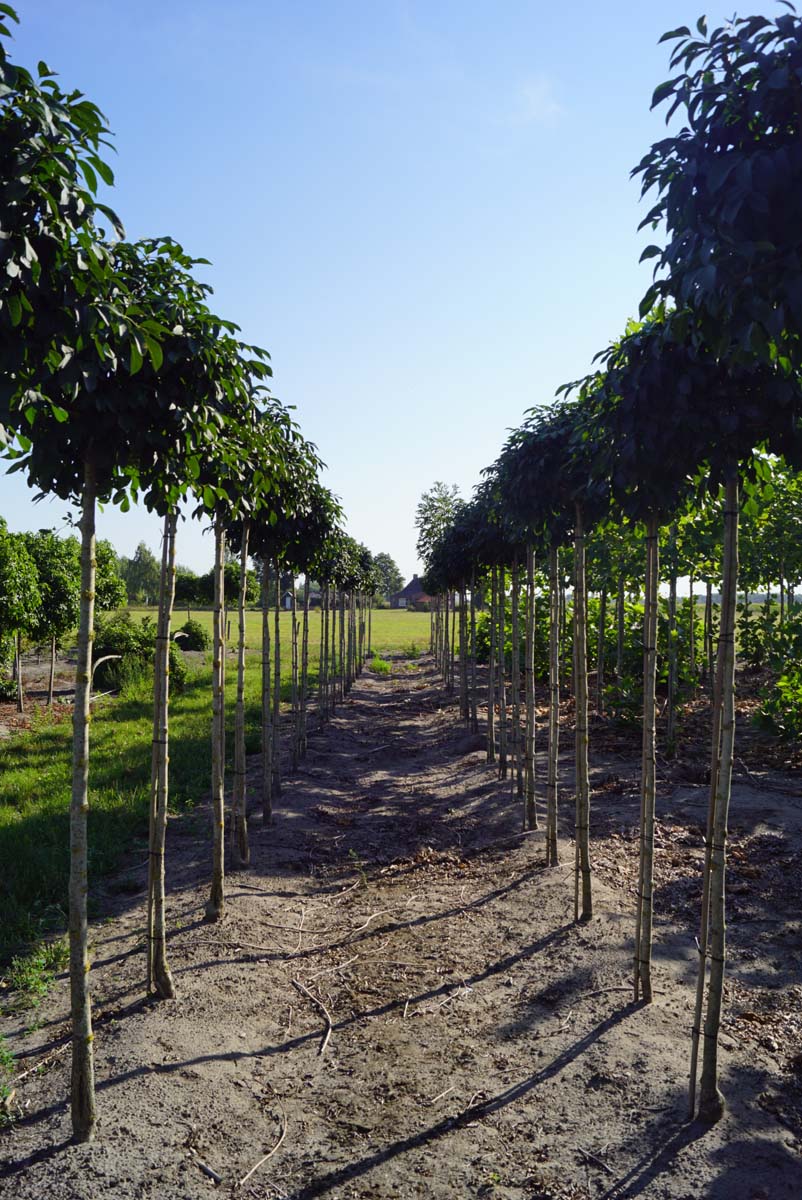 Fraxinus ornus 'Mecsek' op stam op stam
