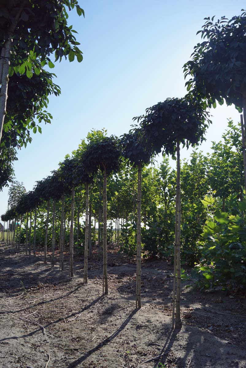 Fraxinus ornus 'Mecsek' op stam op stam