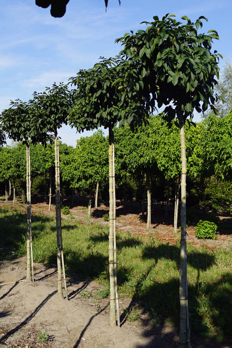 Fraxinus ornus 'Mecsek' op stam op stam