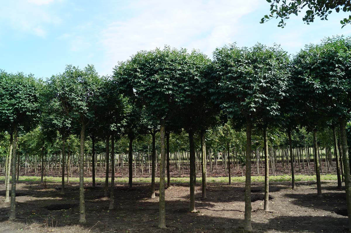 Fraxinus ornus 'Mecsek' op stam op stam
