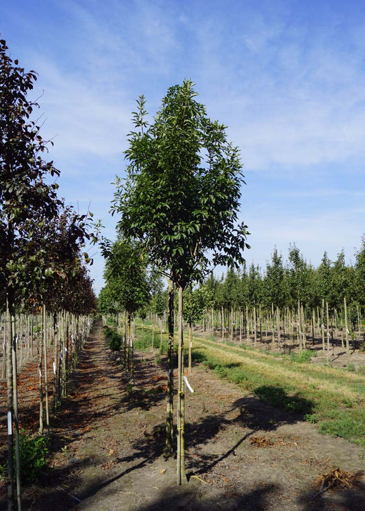 Fraxinus ornus 'Paus Johannes-Paulus II' op stam