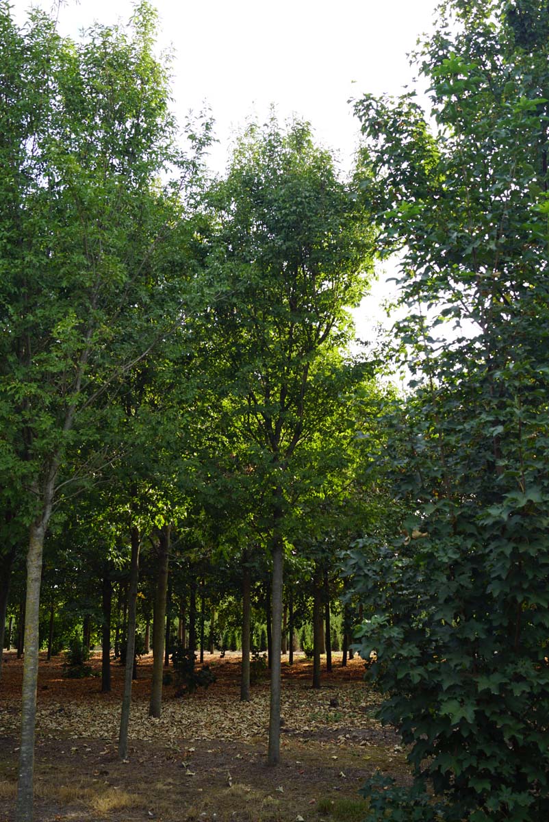 Fraxinus ornus 'Paus Johannes-Paulus II' op stam op stam