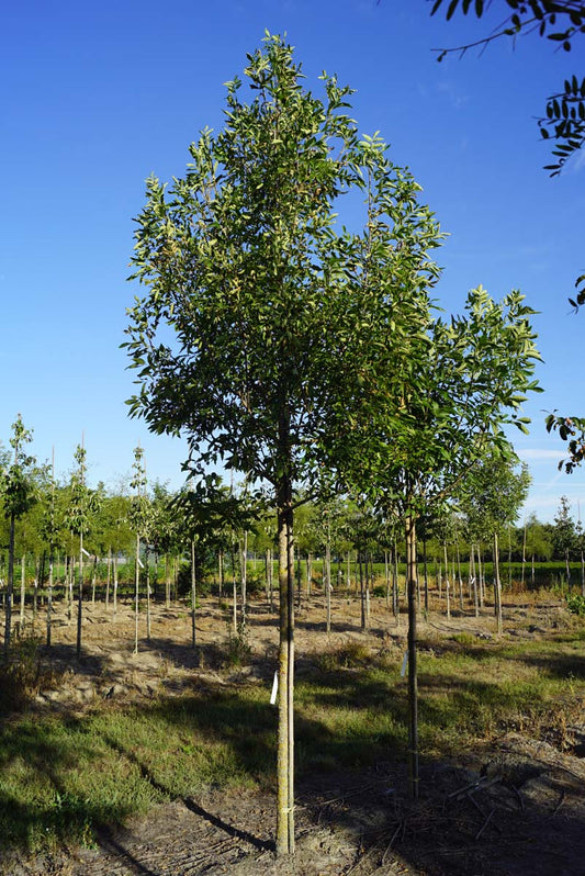 Fraxinus pennsylvanica 'Summit' op stam