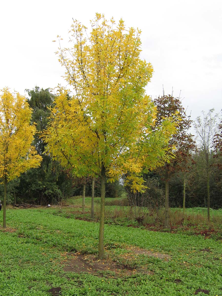 Fraxinus pennsylvanica 'Summit' op stam