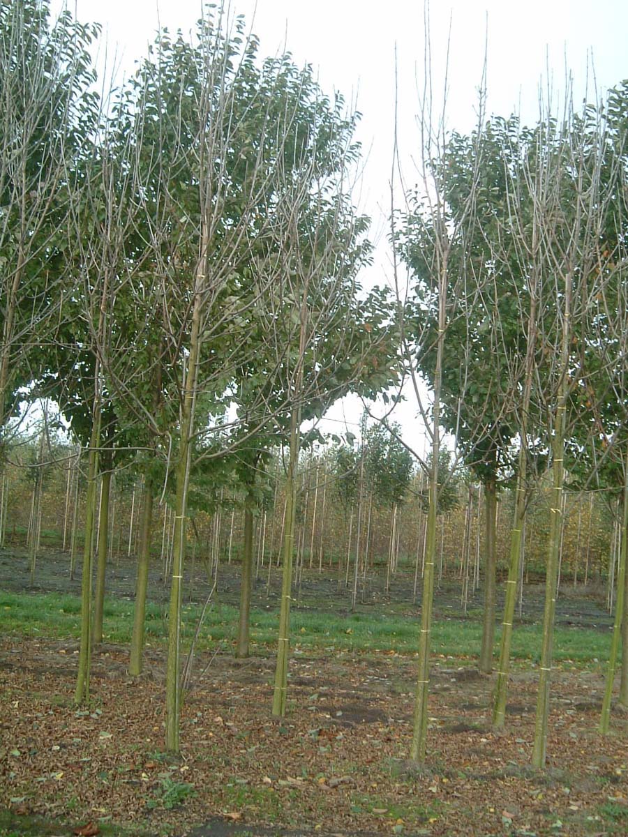 Fraxinus pennsylvanica 'Summit' op stam