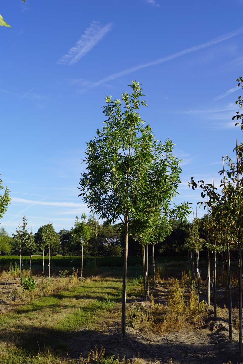 Fraxinus pennsylvanica 'Summit' op stam op stam