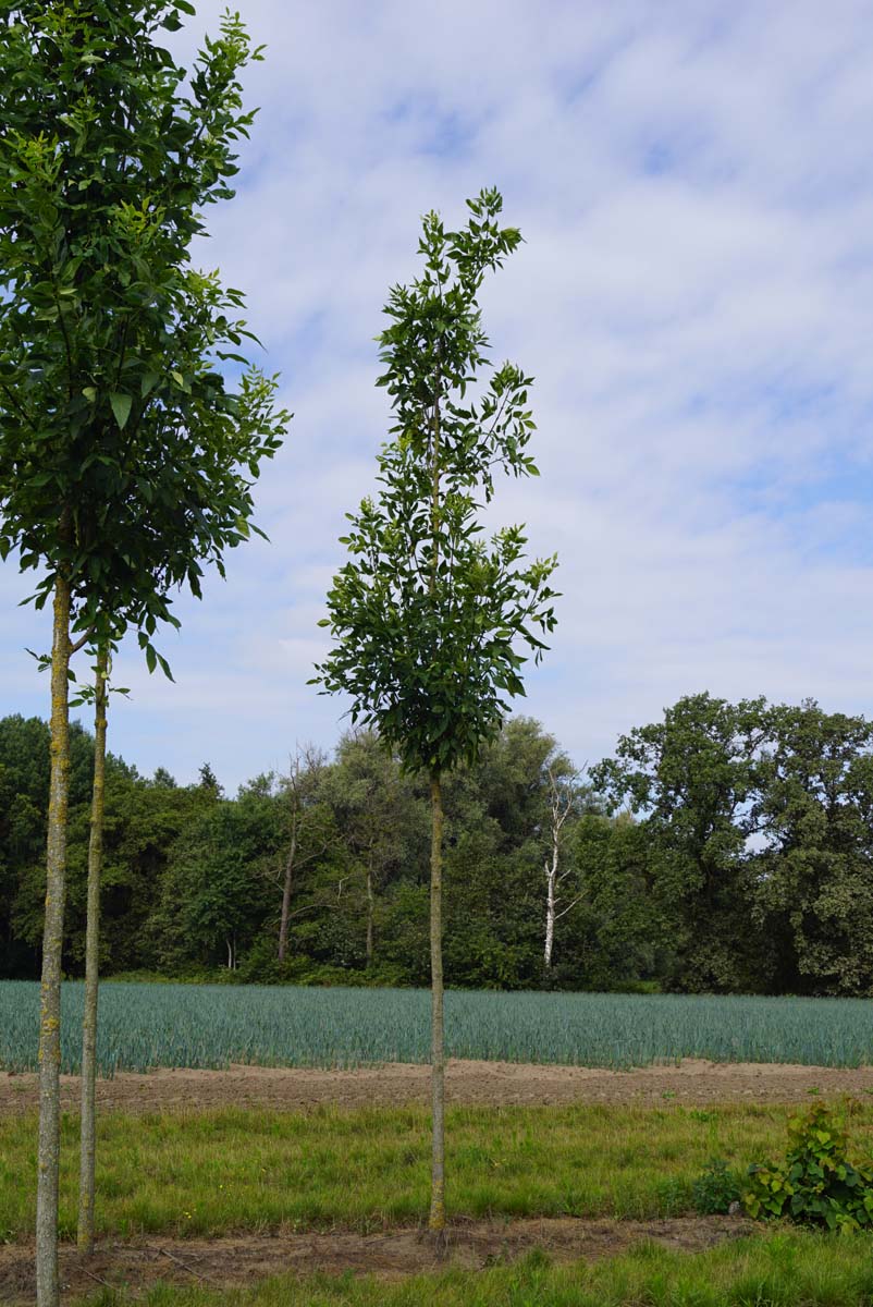 Fraxinus pennsylvanica 'Summit' op stam