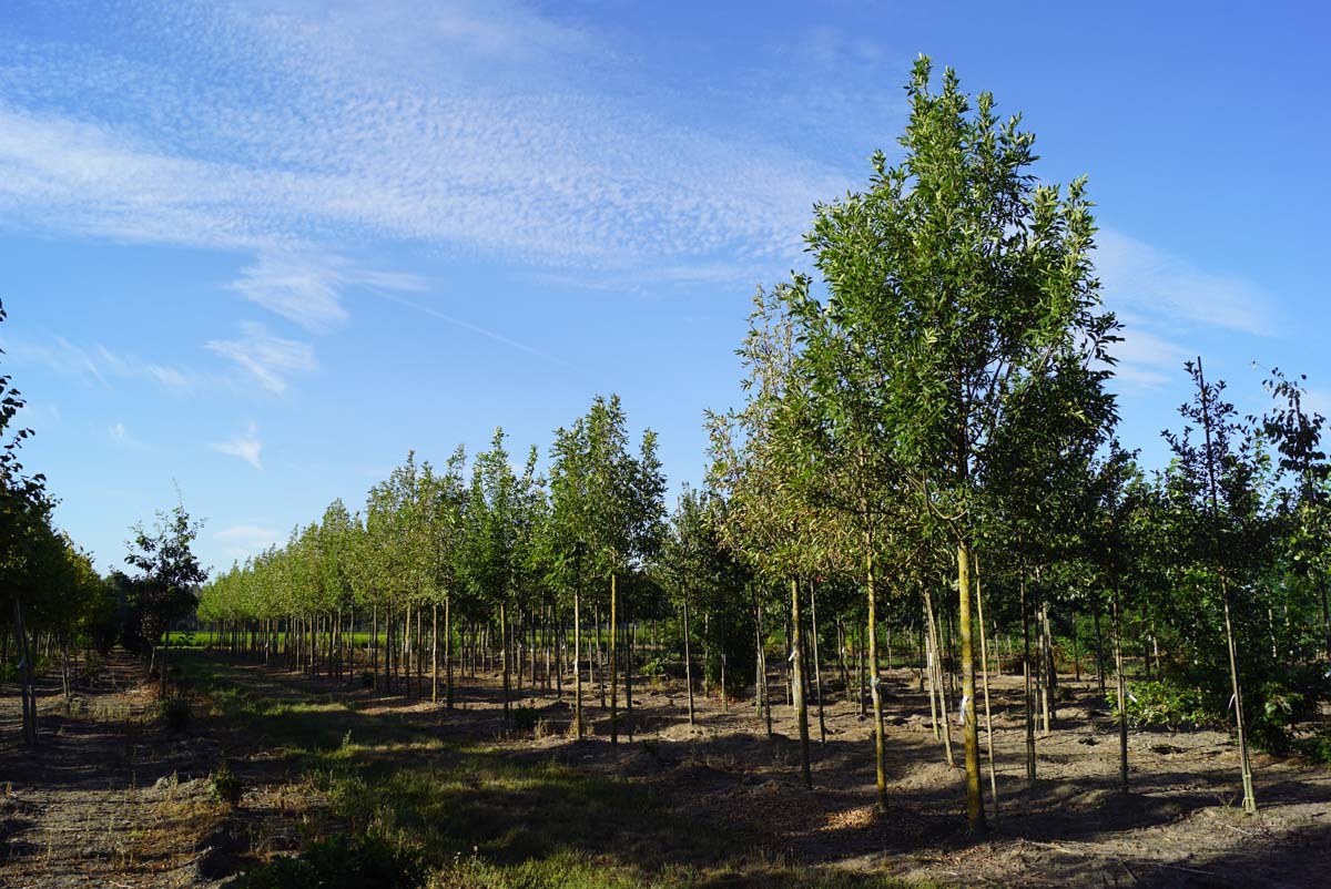 Fraxinus pennsylvanica 'Summit' op stam op stam