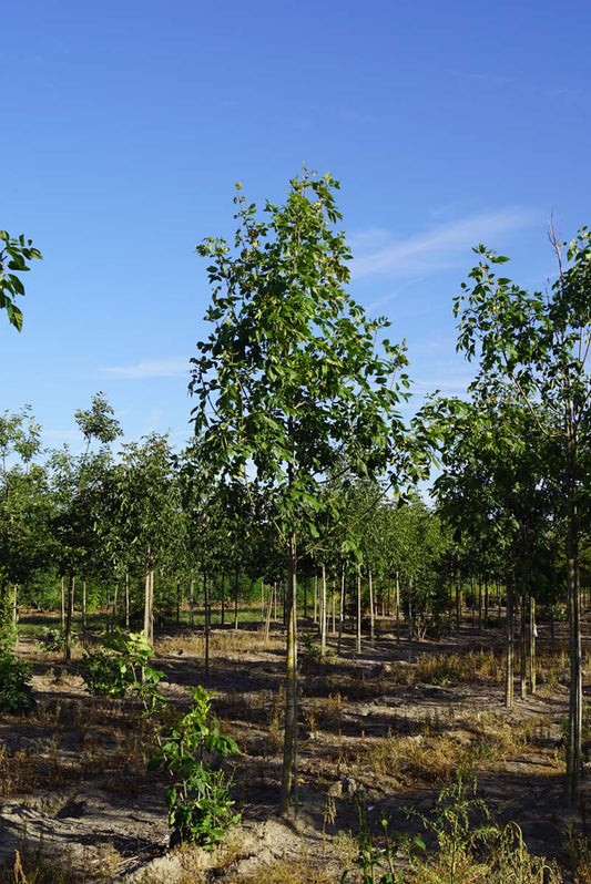 Fraxinus pennsylvanica 'Zundert' op stam