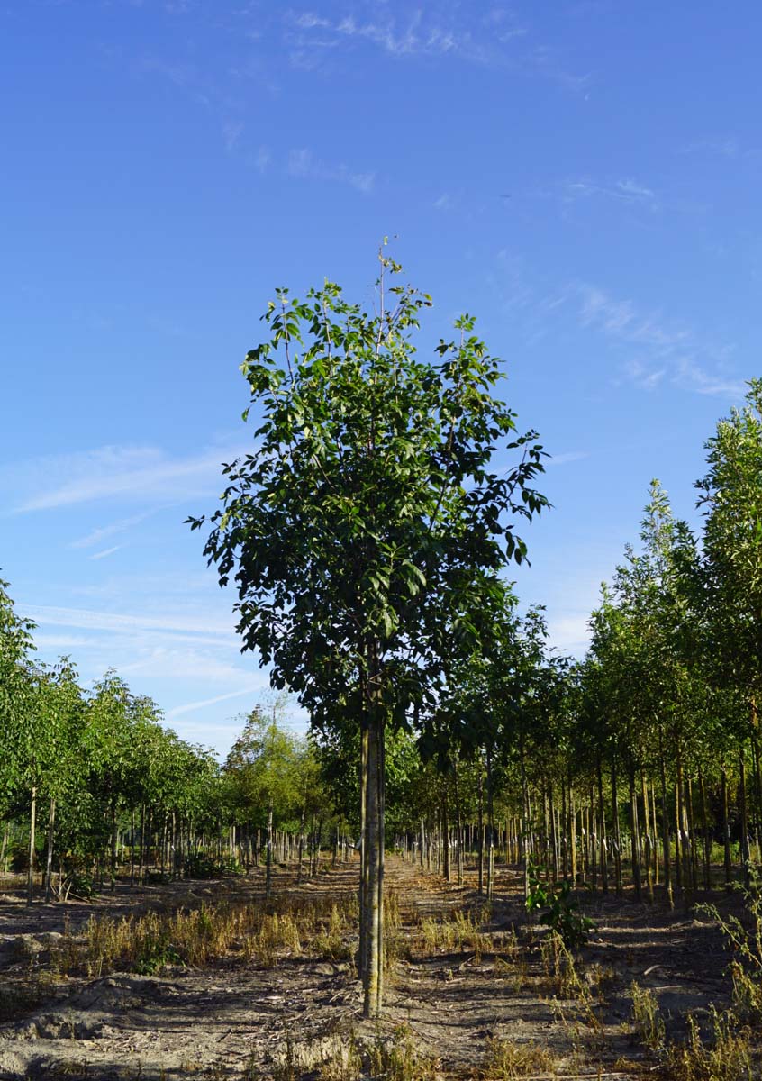 Fraxinus pennsylvanica 'Zundert' op stam