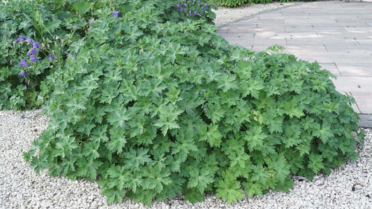 Geranium 'Gerwat'