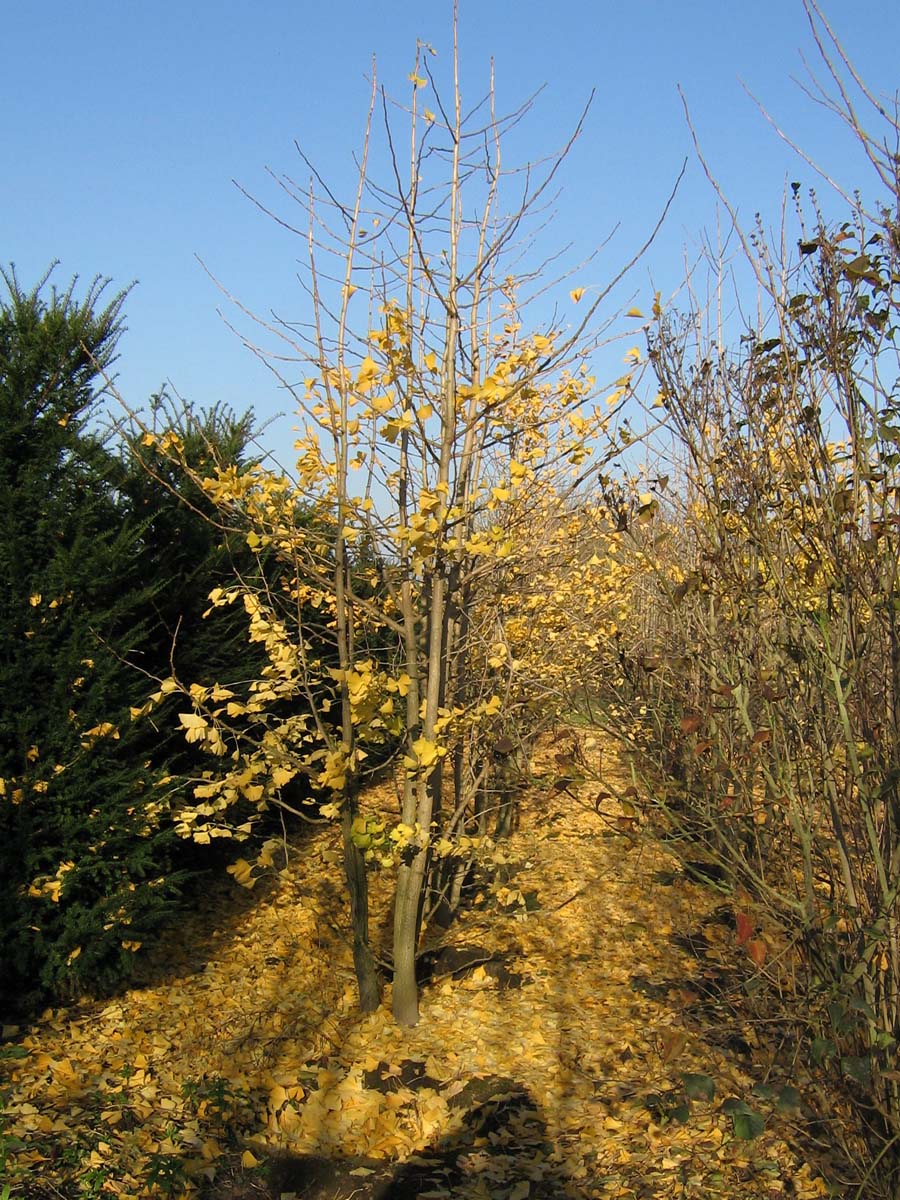 Ginkgo biloba meerstammig / struik meerstammig