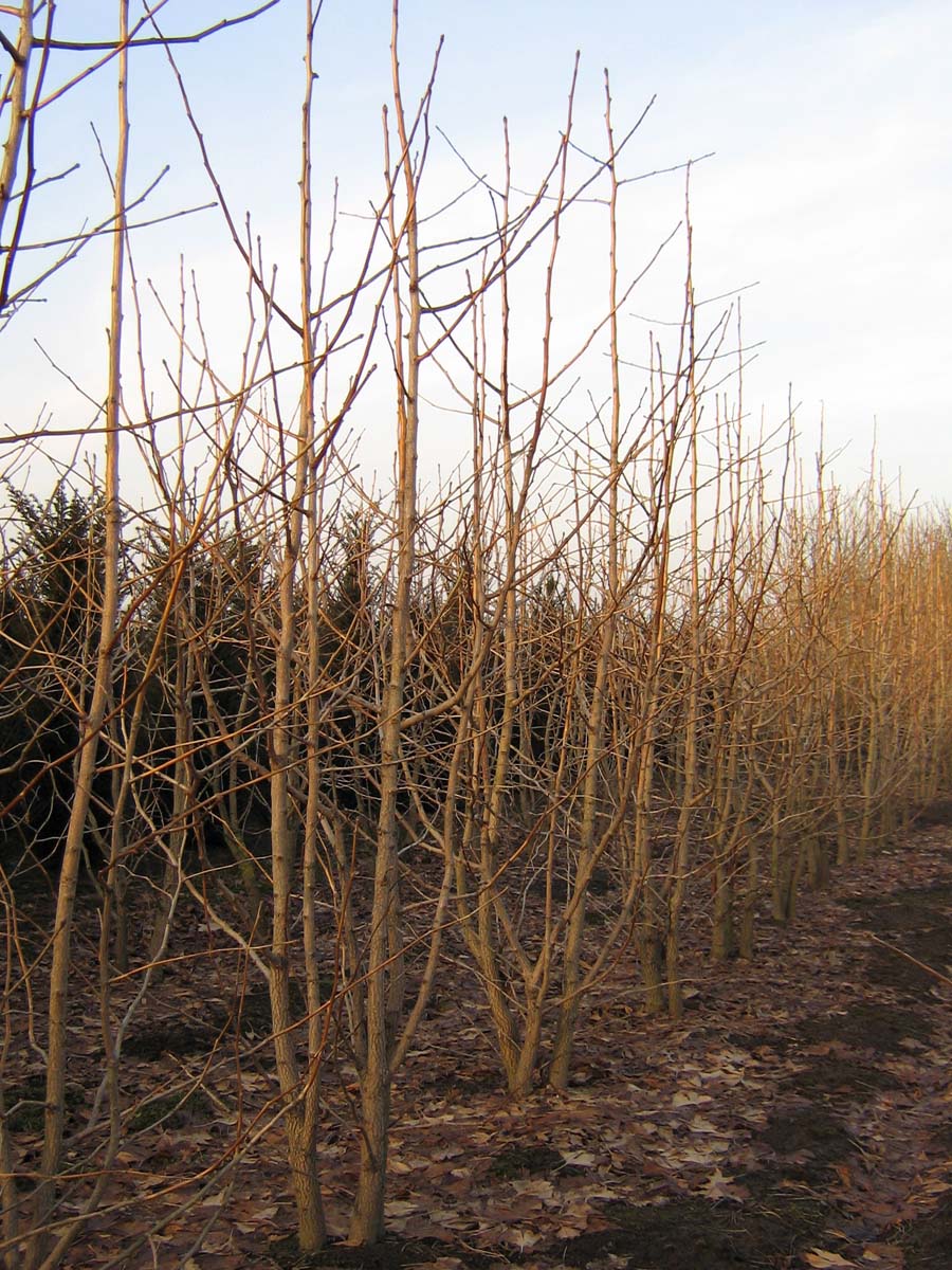Ginkgo biloba meerstammig / struik meerstammig